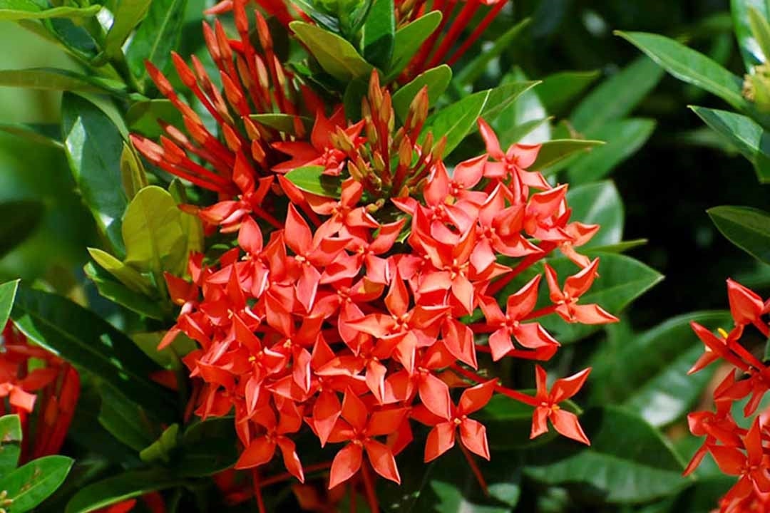 (Tổng hợp)  Bài thuốc dân gian từ cây mẫu đơn 2