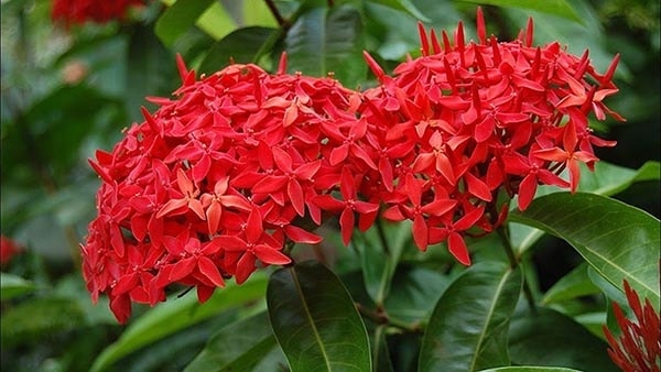 (Tổng hợp)  Bài thuốc dân gian từ cây mẫu đơn 1