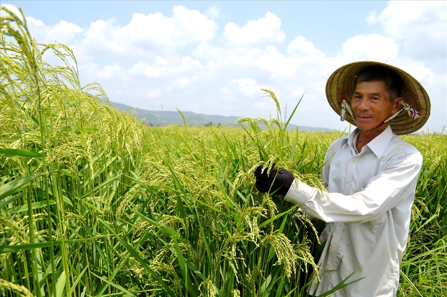 Nông dân thị trấn Ái Nghĩa, thành viên HTX Nông nghiệp Ái Nghĩa (huyện Đại Lộc) bên giống lúa mẹ đang ngậm sữa. Ảnh: KK Nông dân thị trấn Ái Nghĩa, thành viên HTX Nông nghiệp Ái Nghĩa (huyện Đại Lộc) bên giống lúa mẹ đang ngậm sữa. Ảnh: KK