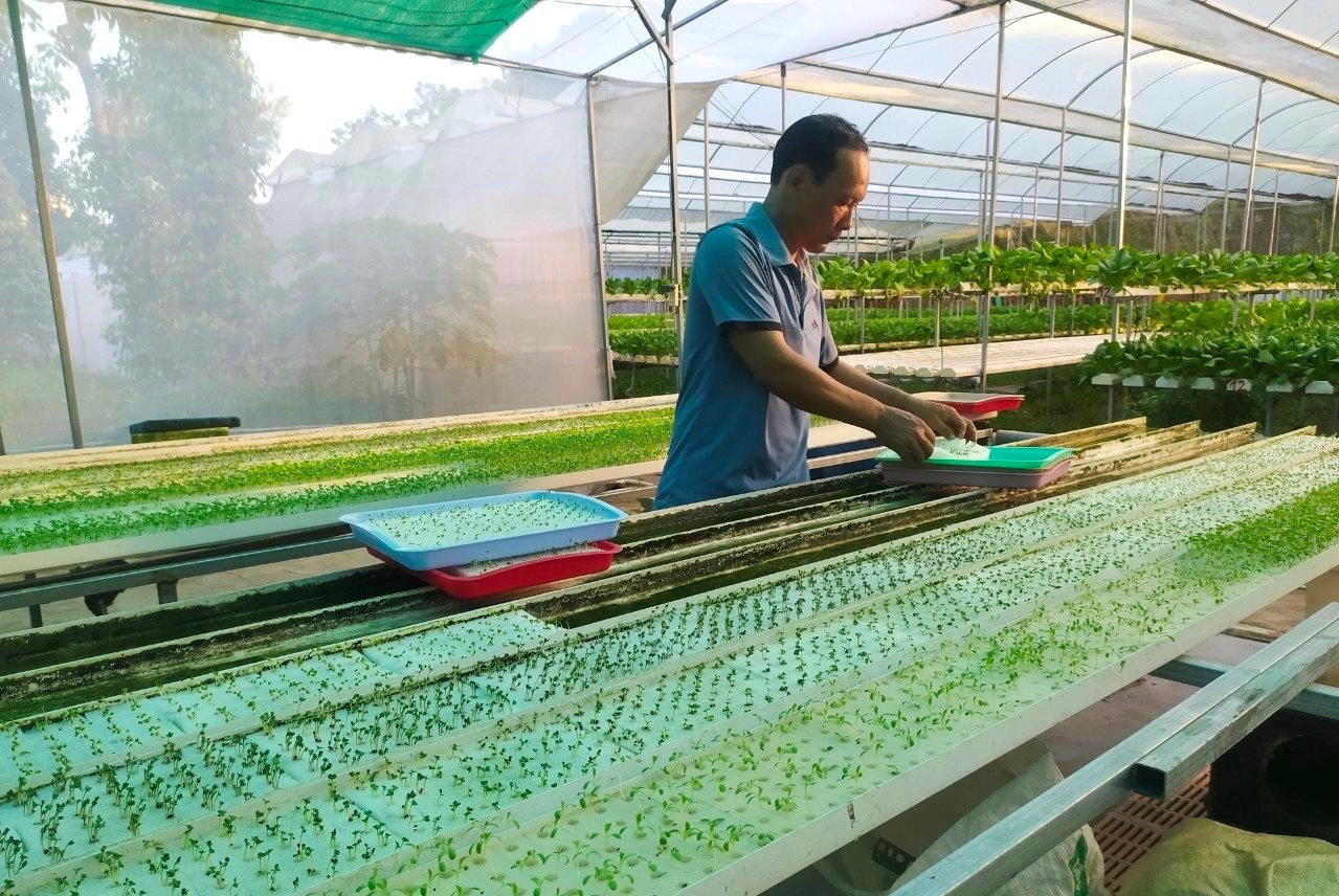 Trồng rau thủy canh tại HTX rau an toàn Tiến Phát (Bình Thuận)