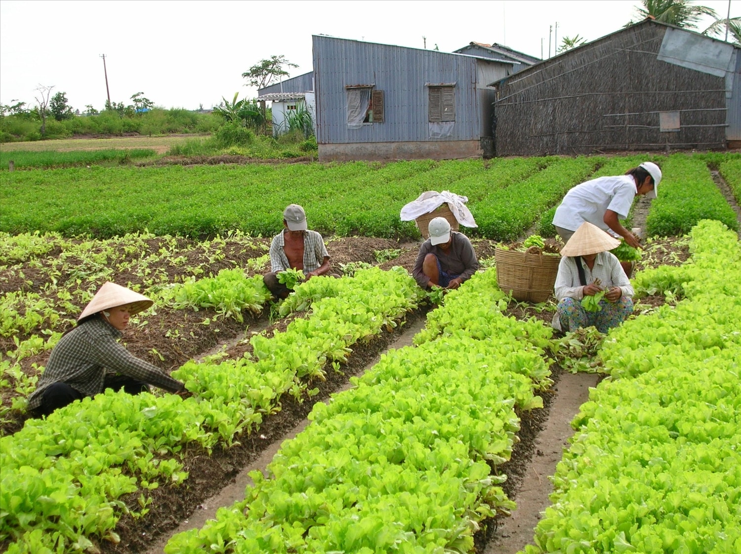 Lao động được giải quyết việc làm ở HTX Đoàn Kết, TP. Bạc Liêu Lao động được giải quyết việc làm ở HTX Đoàn Kết, TP. Bạc Liêu