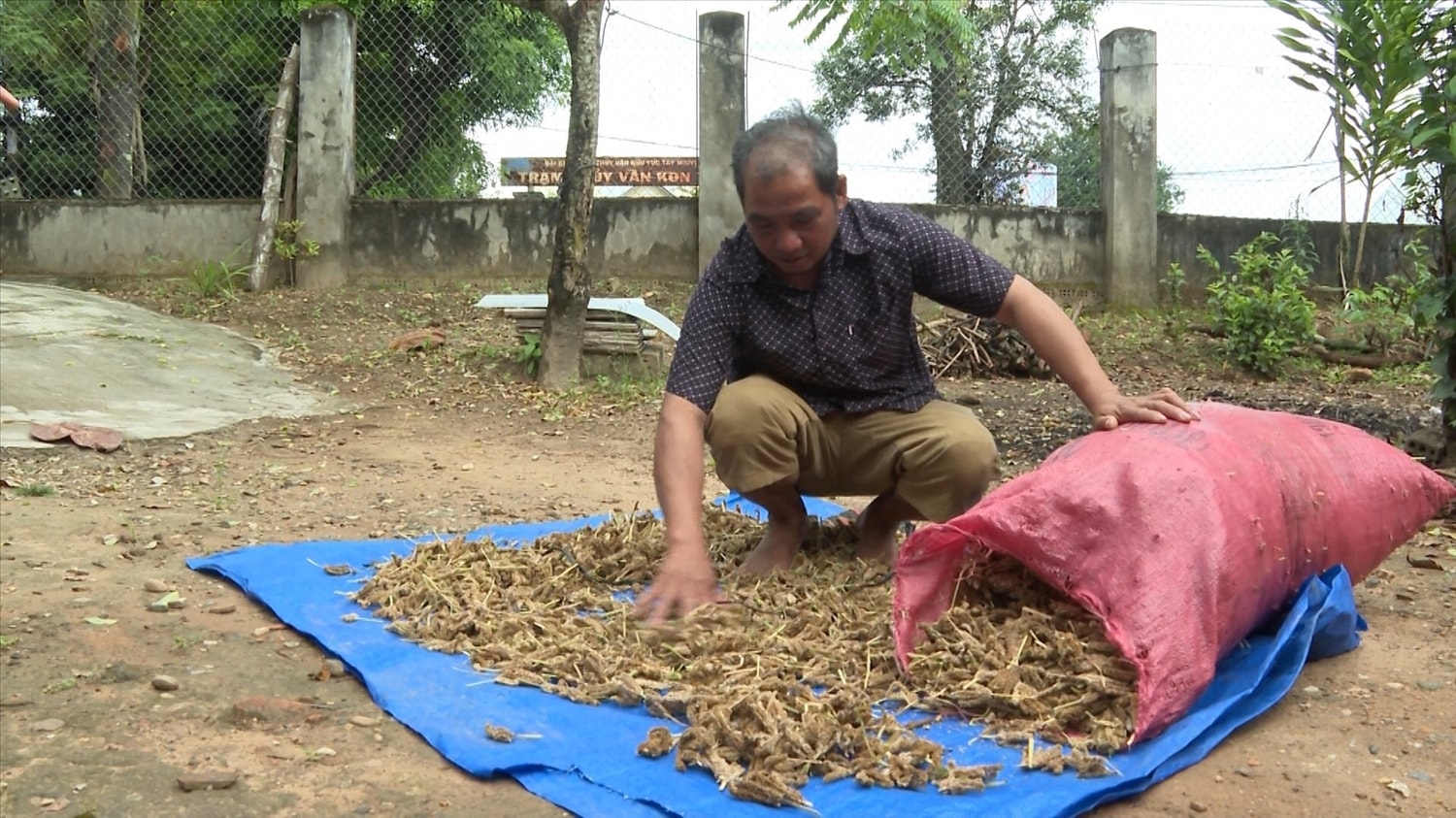 Phơi khô để lấy hạt gào