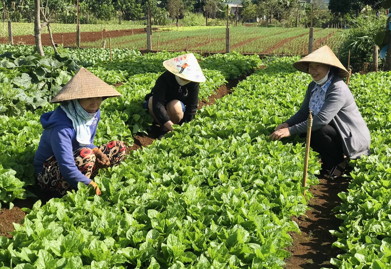 Mô hình trồng rau an toàn theo tiêu chuẩn VietGap được triển khai hiệu quả tại Gia Lai. Mô hình trồng rau an toàn theo tiêu chuẩn VietGap được triển khai hiệu quả tại Gia Lai.