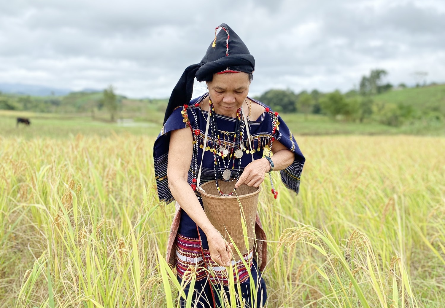 Lễ Mừng lúa mới là dịp để dân làng tạ ơn với thần linh đã cho vụ mùa bội thu, no đủ