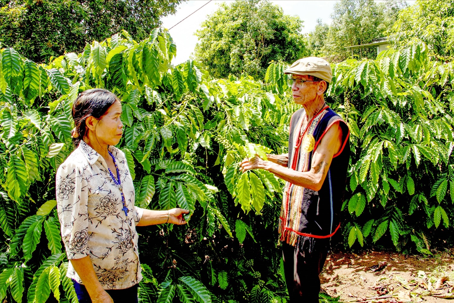 Già làng A Lău ở Kroong Klah Già làng A Lău ở Kroong Klah