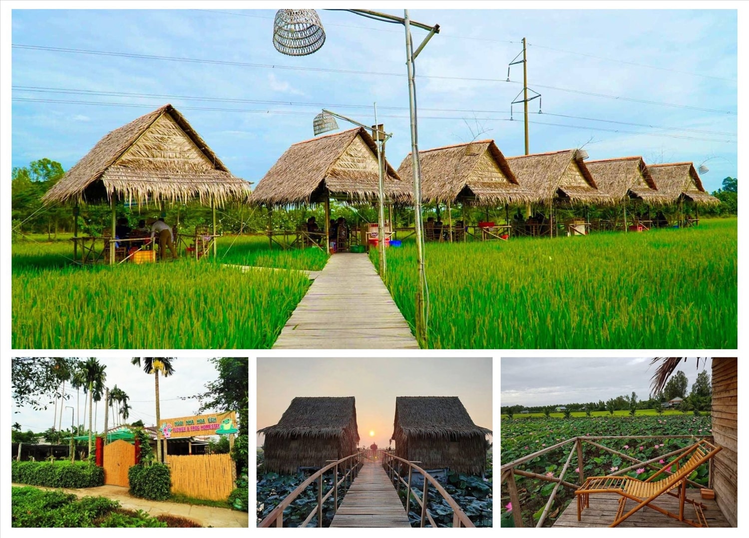 (Tổng hợp) Đồng Tháp- Dấu ấn vùng đất sen hồng   2
