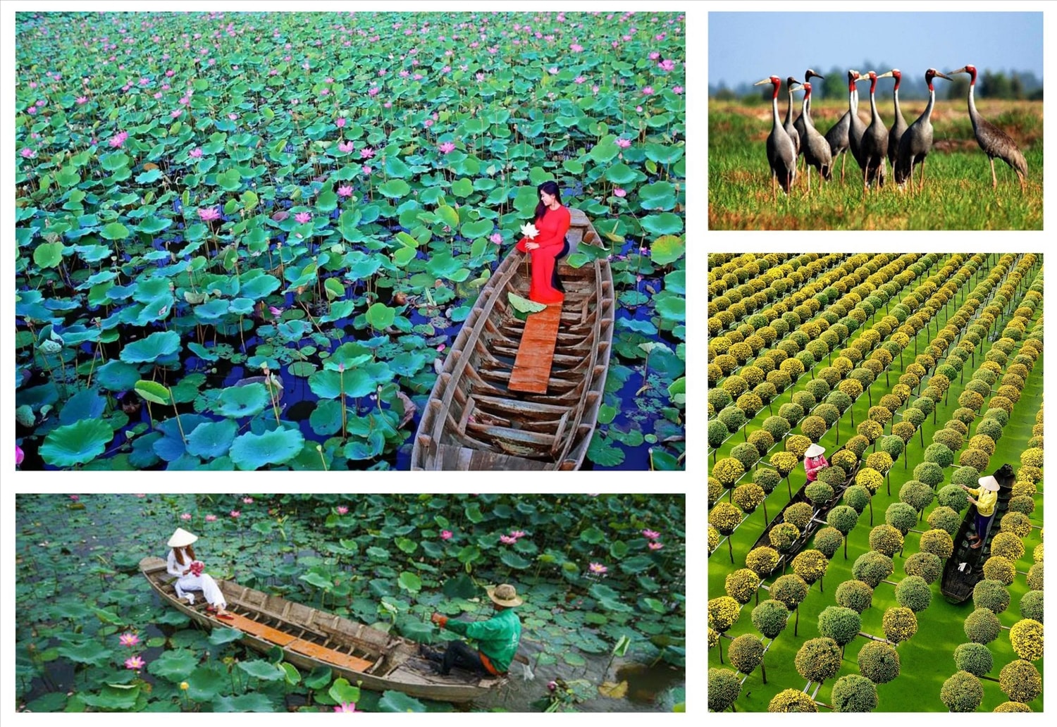(Tổng hợp) Đồng Tháp- Dấu ấn vùng đất sen hồng   4