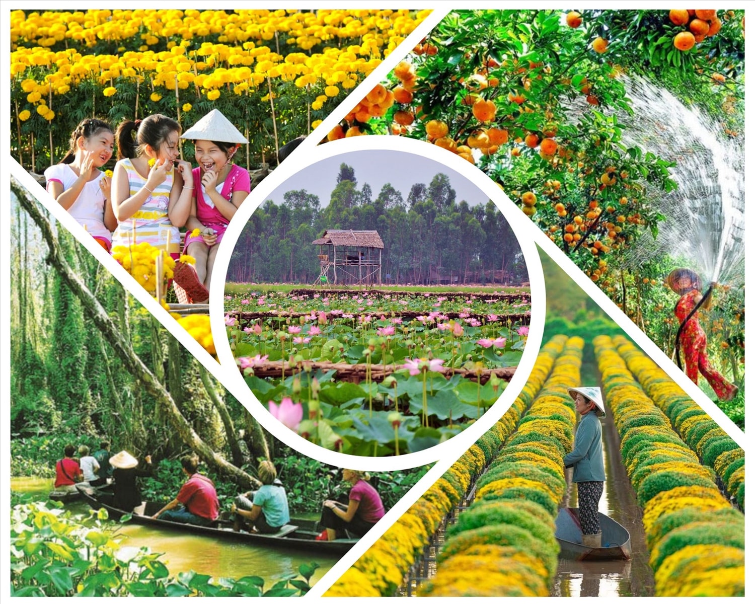 (Tổng hợp) Đồng Tháp- Dấu ấn vùng đất sen hồng   3