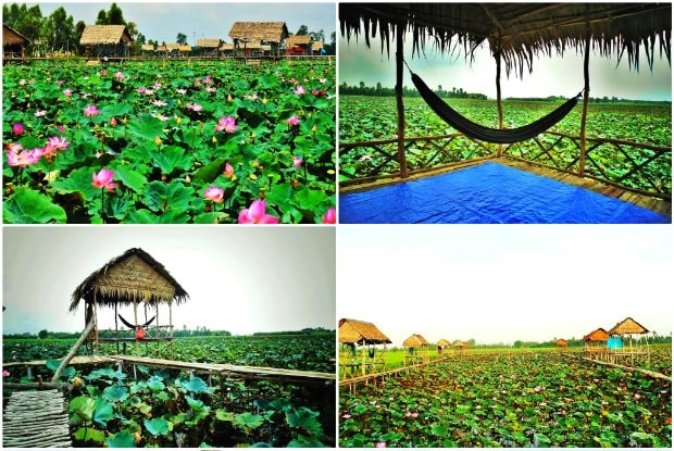 (Tổng hợp) Đồng Tháp- Dấu ấn vùng đất sen hồng   6