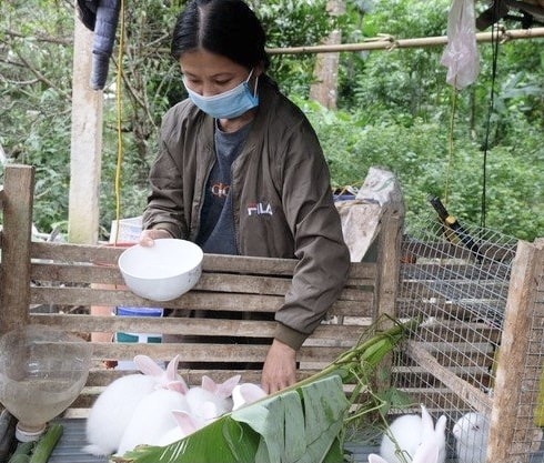 Nhiều hộ gia đình vươn lên thoát nghèo nhờ nguồn vốn hỗ trợ sản xuất 