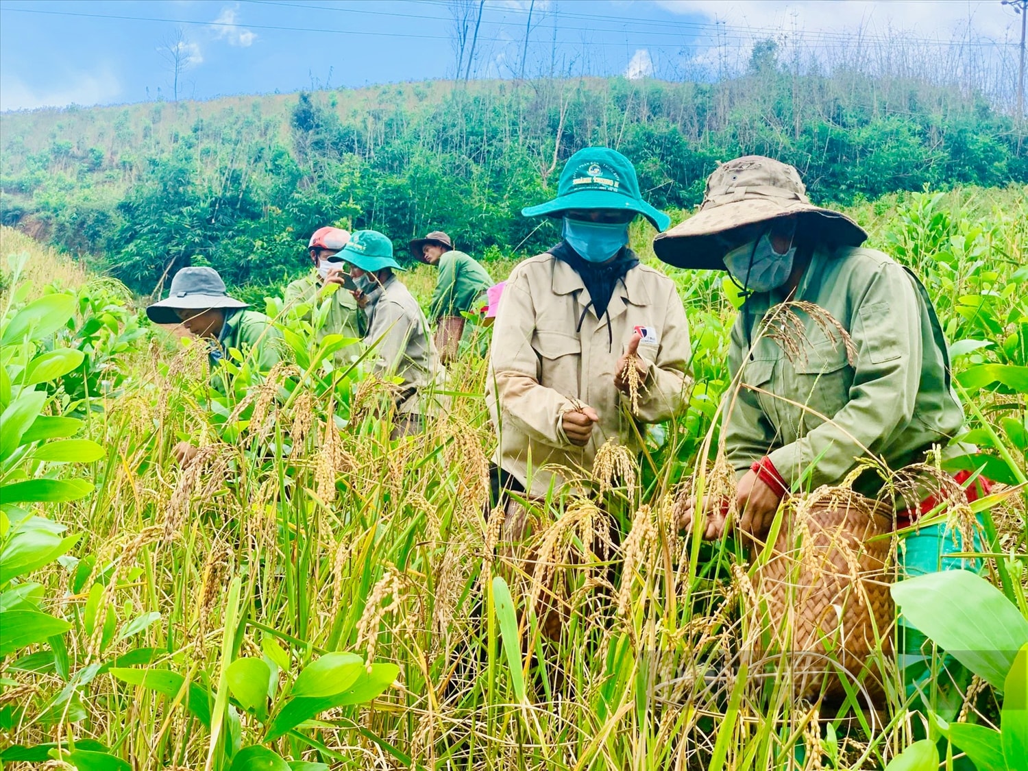 Người dân miền núi từng bước tiếp cận và thực hiện chuyển đổi hệ thống LTTP theo hướng minh bạch, trách nhiệm và bền vững. (Trong ảnh: Đồng bào dân tộc M’nông ở huyện Lắk, tỉnh Đăk Lăk trồng lúa rẫy)