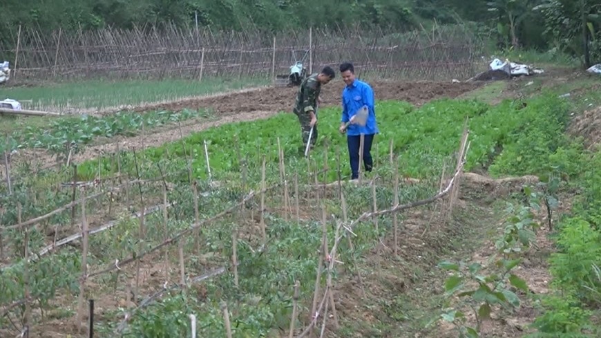 Mô hình trồng rau sạch kiểu mẫu của lực lượng Đoàn kinh tế- Quốc phòng tại vùng biên Mô hình trồng rau sạch kiểu mẫu của lực lượng Đoàn kinh tế- Quốc phòng tại vùng biên