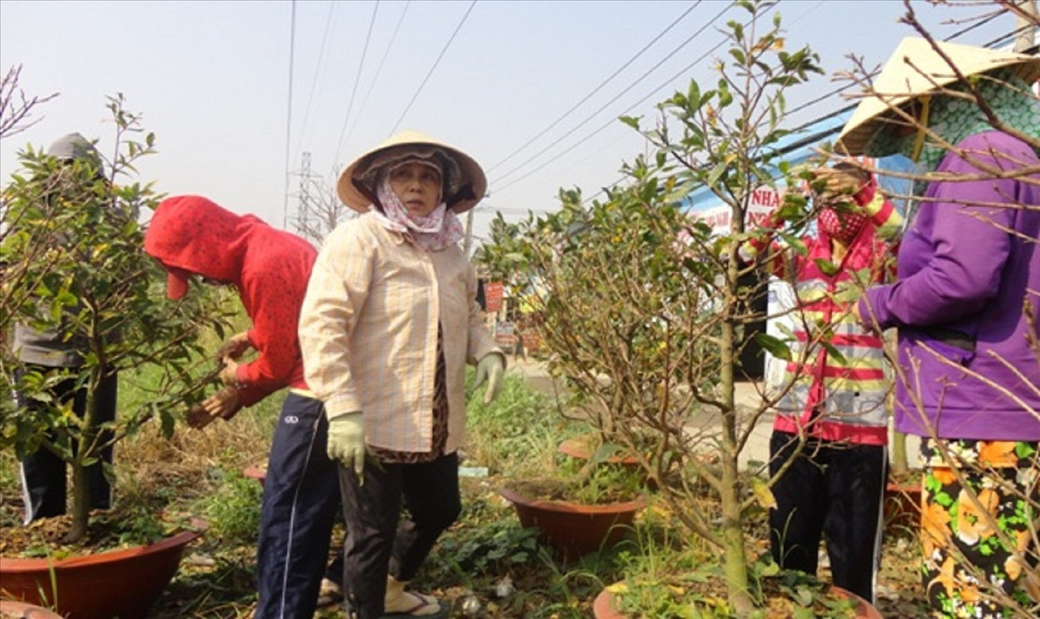 Người dân thủ phủ mai vàng An Nhơn (Bình Định) tất bật vặt lá để kịp cho vụ Tết.