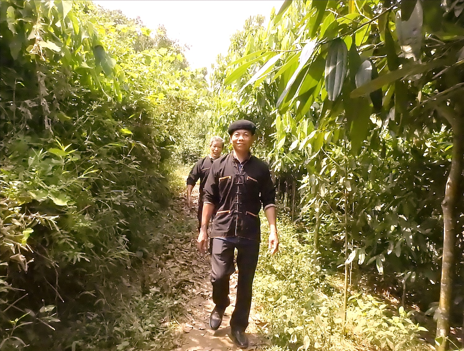 Người có uy tín La Tài Quan tiên phong trồng quế mang lại hiệu quả kinh tế cao