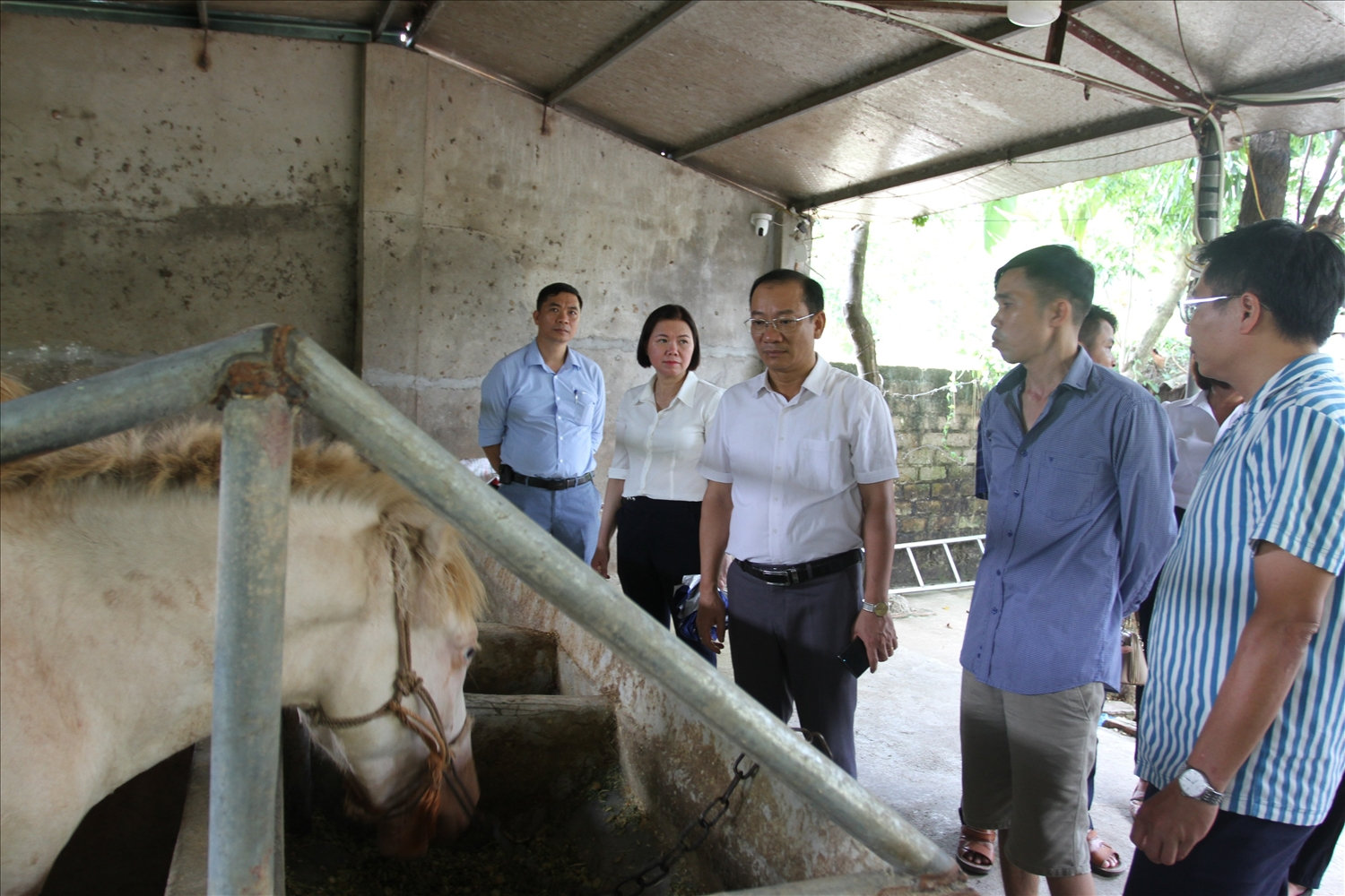 Đoàn Kiểm tra việc sử dụng quỹ hỗ trợ nông dân trong chăn nuôi Đoàn Kiểm tra việc sử dụng quỹ hỗ trợ nông dân trong chăn nuôi