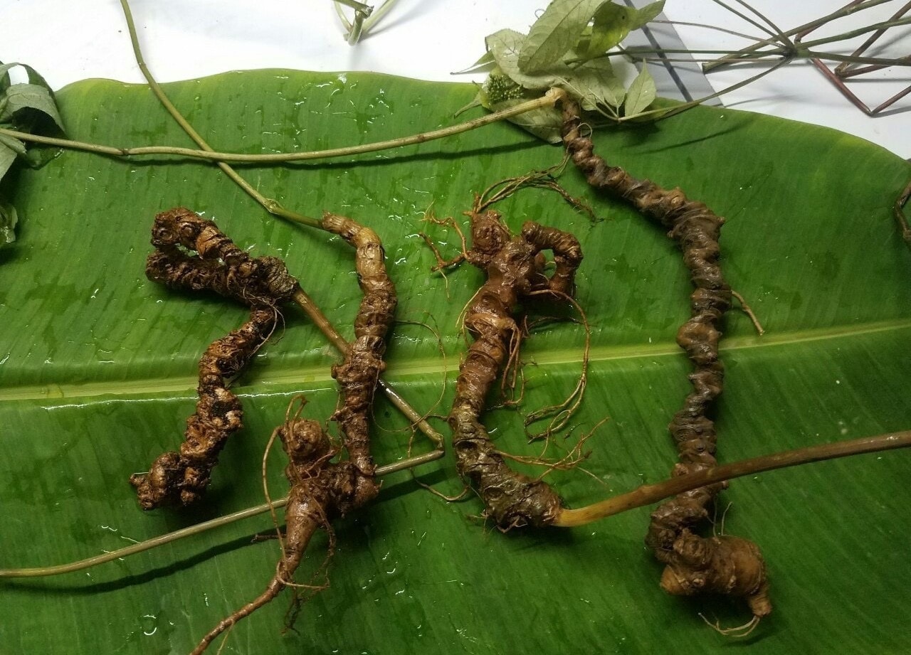 Sâm Lai Châu có nhiều thành phần dược liệu quý hiếm đang được tỉnh Lai Châu bảo tồn và phát triển