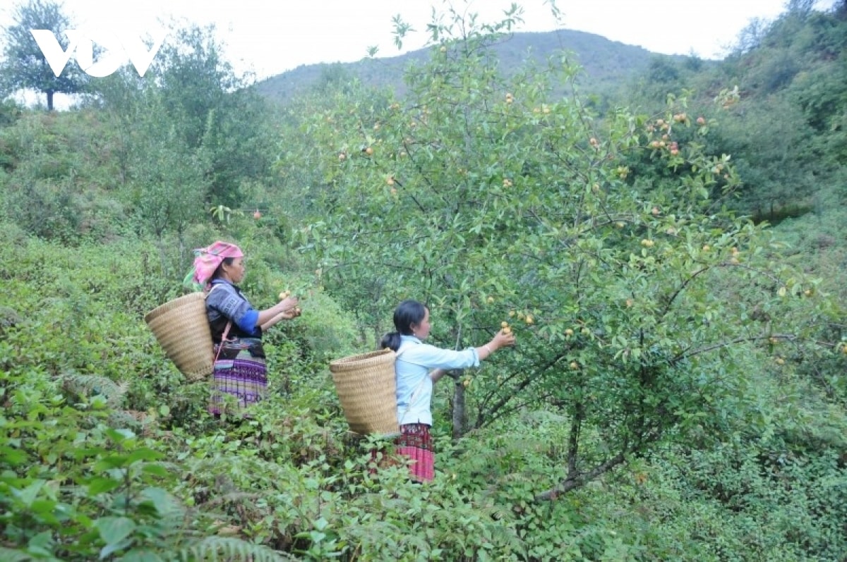 Cây sơn tra giúp đồng bào dân tộc Mông ở Sơn La thoát nghèo, từng bước vươn lên làm giàu Cây sơn tra giúp đồng bào dân tộc Mông ở Sơn La thoát nghèo, từng bước vươn lên làm giàu