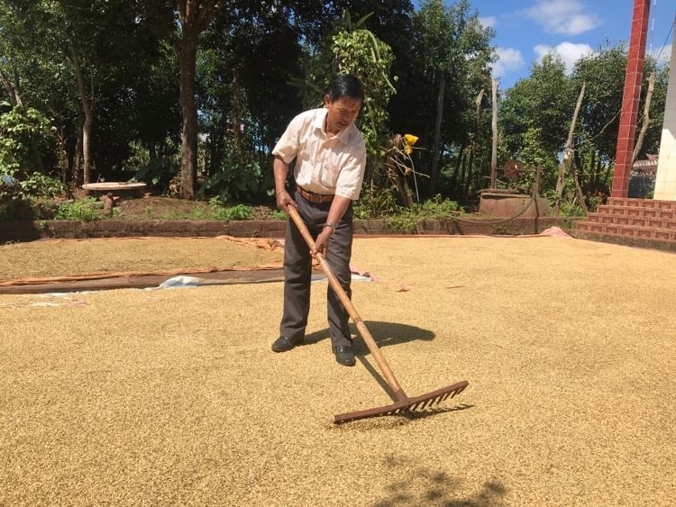 Ông Ksiu Plak là người tiên phong trong phát triển kinh tế của làng Thung (xã Hnol, huyện Đak Đoa) Ông Ksiu Plak là người tiên phong trong phát triển kinh tế của làng Thung (xã Hnol, huyện Đak Đoa)