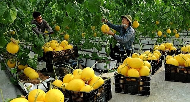 Thu hoạch dưa kim hoàng hậu, sản phẩm đạt OCOP cấp tỉnh của huyện Thọ Xuân