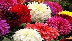 (Tổng hợp) Kỹ thuật trồng hoa thược dược ra hoa đúng dịp Tết 5