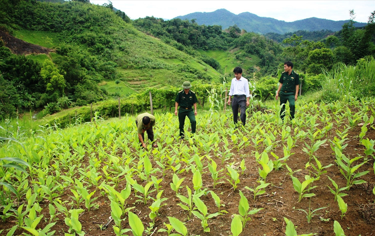 Mô hình trồng nghệ trên núi của nông dân bản Phà Lõm, xã Tam Hợp (Tương Dương) Mô hình trồng nghệ trên núi của nông dân bản Phà Lõm, xã Tam Hợp (Tương Dương)