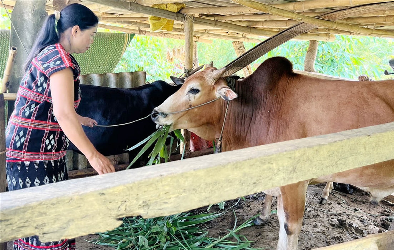 Bà Trần Thị Đơn (huyện A Lưới) từ một hộ nghèo nhờ nguồn vốn tín dụng chính sách đã trở thành một điển hình tiên tiến. Bà Trần Thị Đơn (huyện A Lưới) từ một hộ nghèo nhờ nguồn vốn tín dụng chính sách đã trở thành một điển hình tiên tiến.