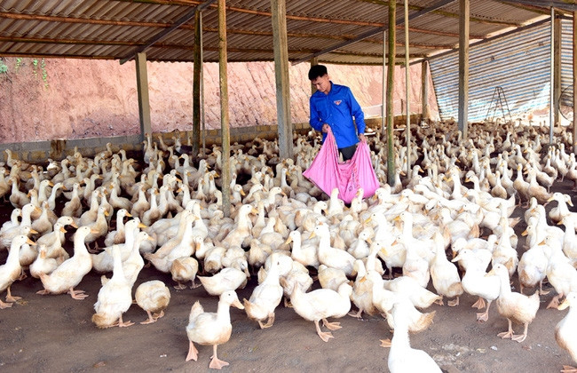 Nhờ vốn vay ưu đãi, nhiều nông dân Tuyên Quang vay vốn chính sách để phát triển chăn nuôi