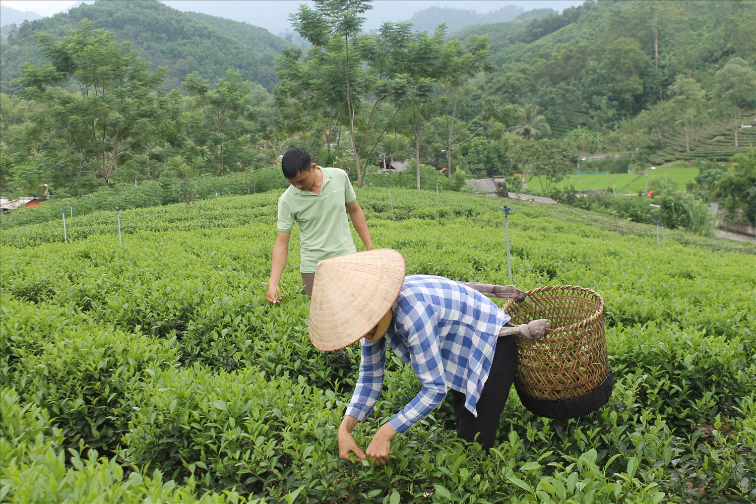 Hàng ngàn hộ khó khăn thoát nghèo nhờ nguồn vốn tín dụng chính sách