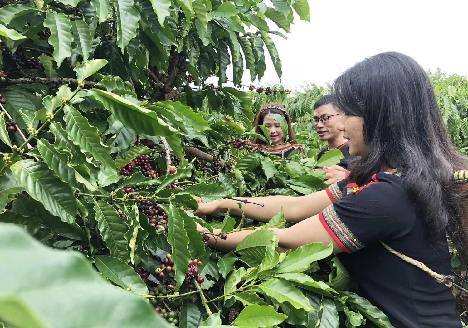 Cà phê Buôn Ma Thuột điểm đến cà phê thế giới Cà phê Buôn Ma Thuột điểm đến cà phê thế giới