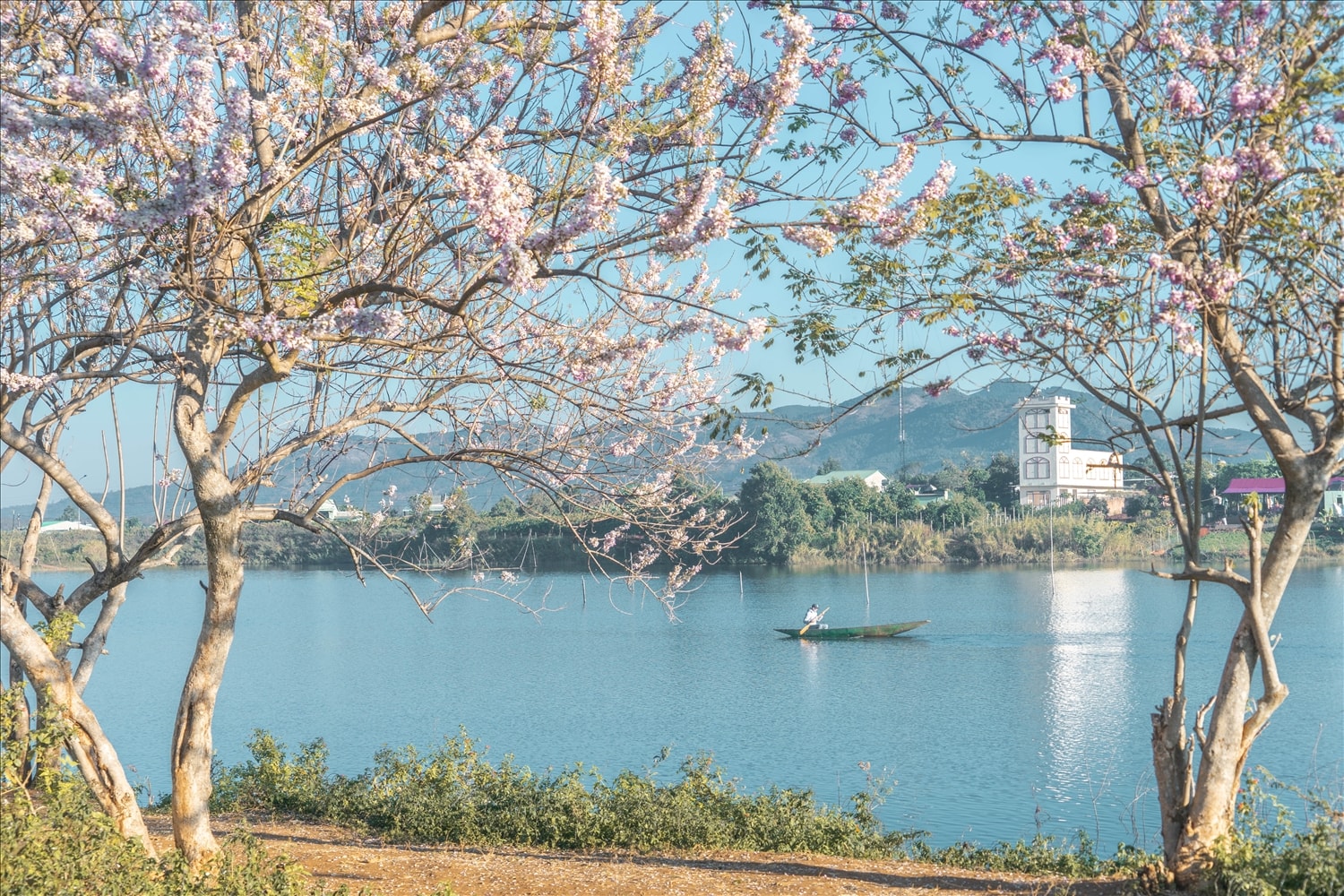 Hoa mai anh đào khoe sắc, nhuộm các con đường tại thị trấn Măng Đen (Kon Tum) một màu hồng phấn thơ mộng