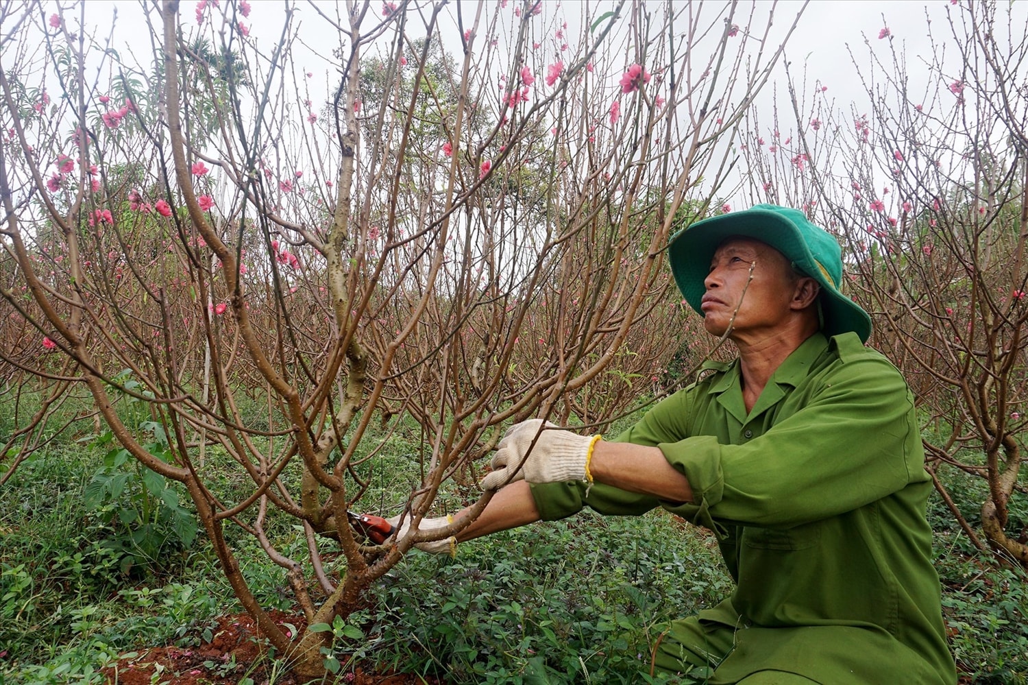 Vườn hoa đào là một địa điểm lý tưởng để người dân và du khách đến tham quan, chụp ảnh