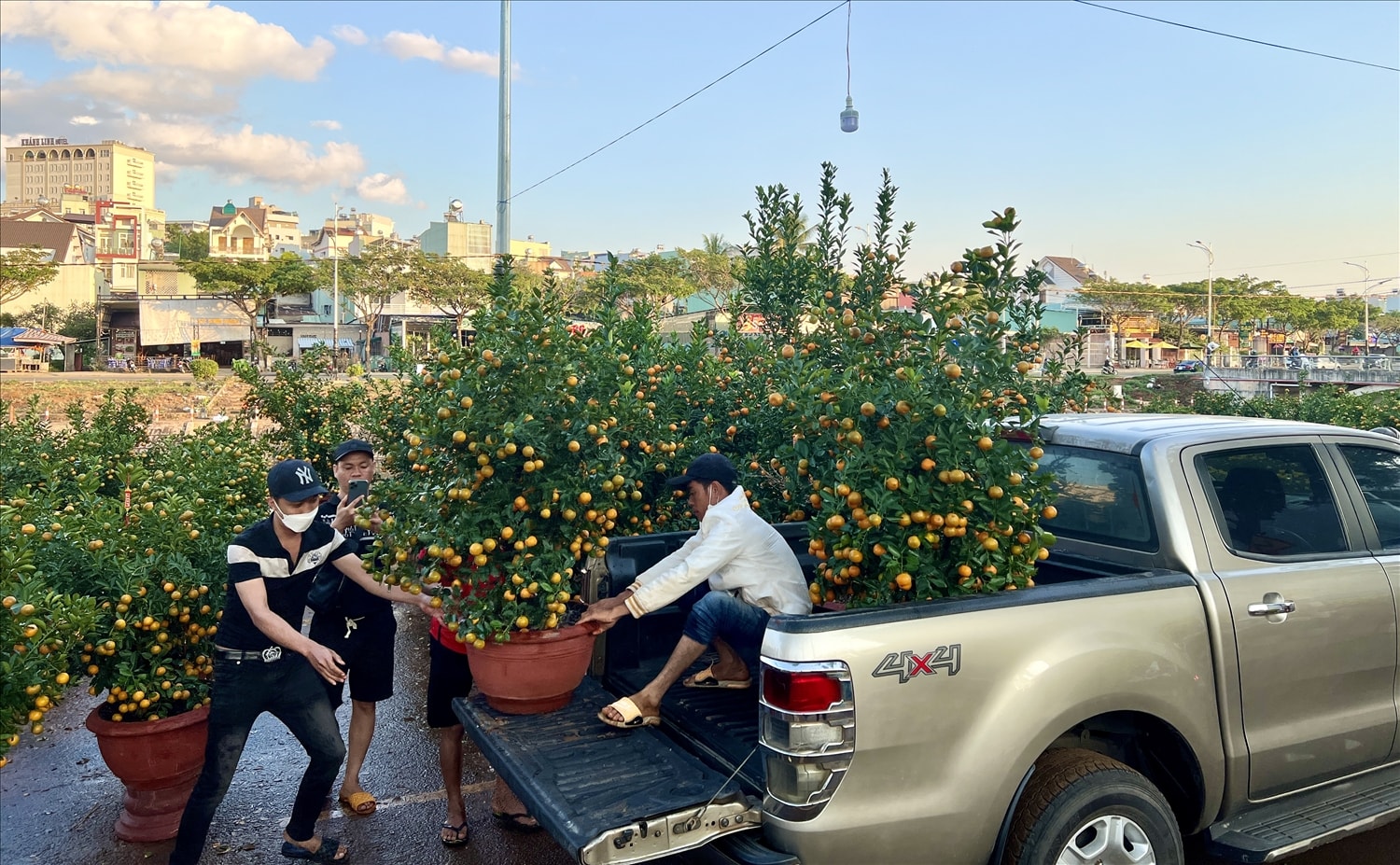 Người dân tranh thủ chở cây quất trĩu quả về trưng Tết