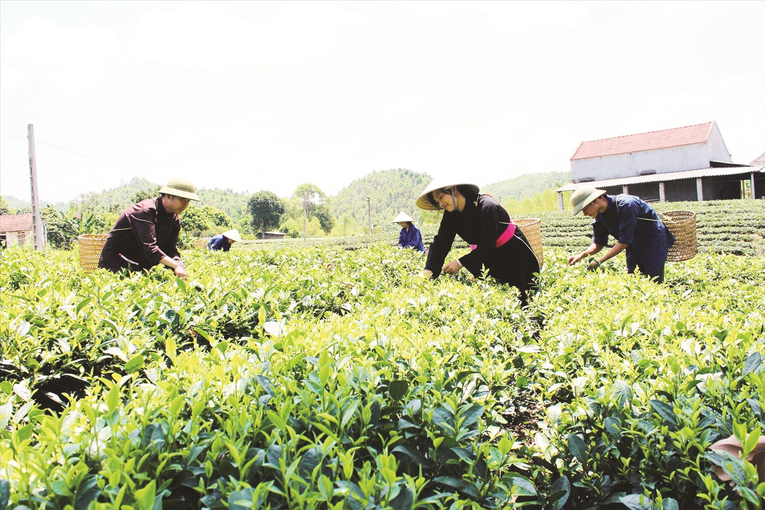 Việc thực hiện Chiến lược công tác dân tộc giai đoạn  2011 - 2020 đã đem lại những thay đổi mạnh mẽ trong vùng DTTS.