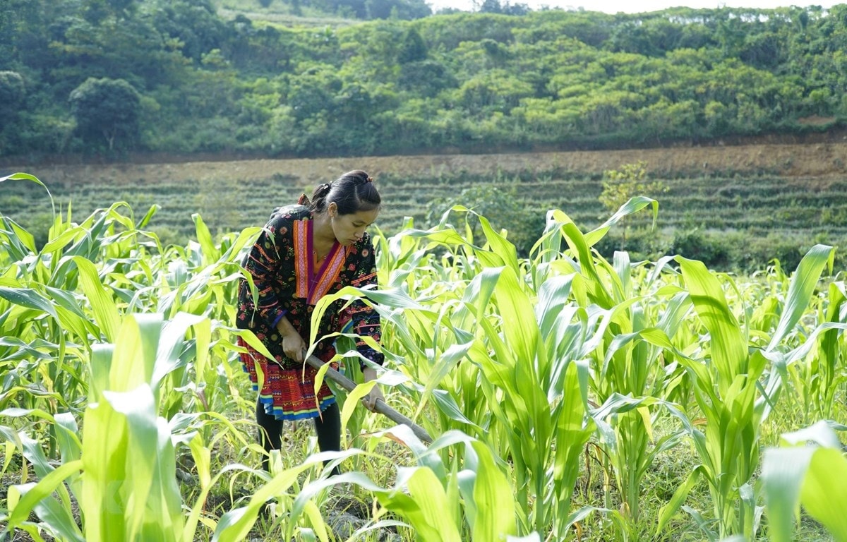 Người dân Mường Chà, Điện Biên chăm sóc cây ngô. (Ảnh minh họa: Xuân Tư/TTXVN)