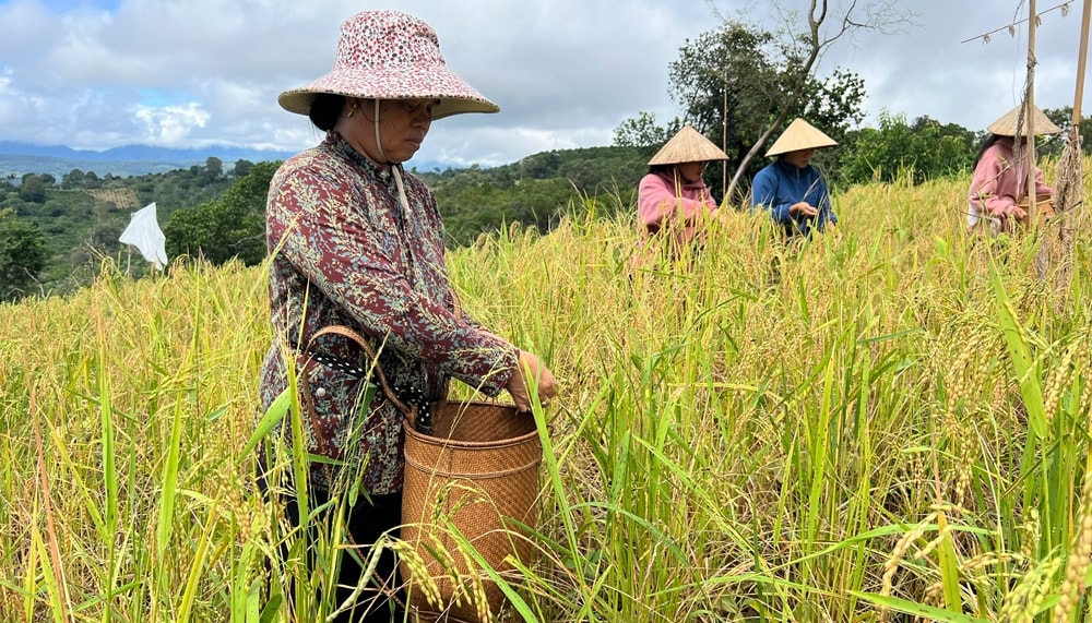 Lúa rẫy được xem là đặc sản sạch của đồng bào DTTS ở xã Gia Bắc