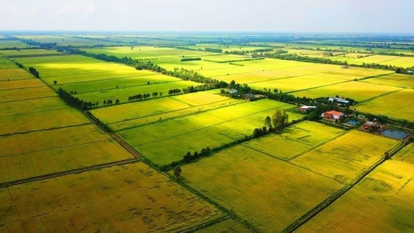 Giảm 30% tiền thuê đất, thuê mặt nước cho đối tượng bị ảnh hưởng bởi dịch COVID-19 1