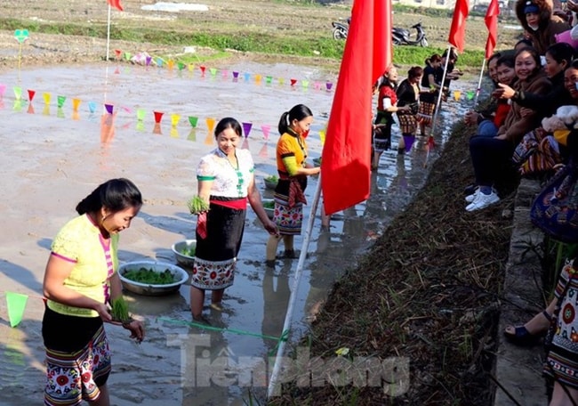 Dưới ruộng, các đội thi cạnh tranh nhau vô cùng quyết liệt, ai cũng muốn cấy thật nhanh để giành chiến thắng