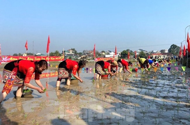 Kết thúc phần nghi lễ là đến cuộc thi cấy lúa. Đây cũng là phần hội được mong chờ nhất với sự tham gia của những chị em làm sao đạt được những tiêu chí cấy nhanh, cấy giỏi, cấy đúng kỹ thuật theo yêu cầu của Ban Tổ chức Lễ hội đặt ra
