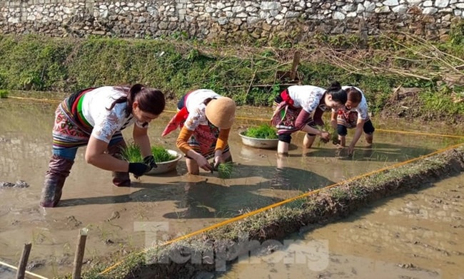 Cuộc thi sẽ tổ chức trên một diện tích ruộng đã được giăng dây sẵn với diện tích bằng nhau. Đội nào cấy nhanh nhất, đẹp nhất, đúng kỹ thuật nhất sẽ là đội chiến thắng