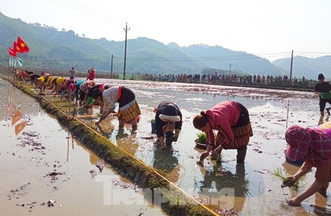 Những đôi tay thoăn thoắt chỉ trong chốc lát đã phủ kín mạ non lên phần ruộng thi của đội mình