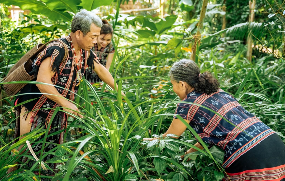 Để hái nhiều lá A’anh chác, bà con thường đi theo nhóm chị em hoặc gia đình