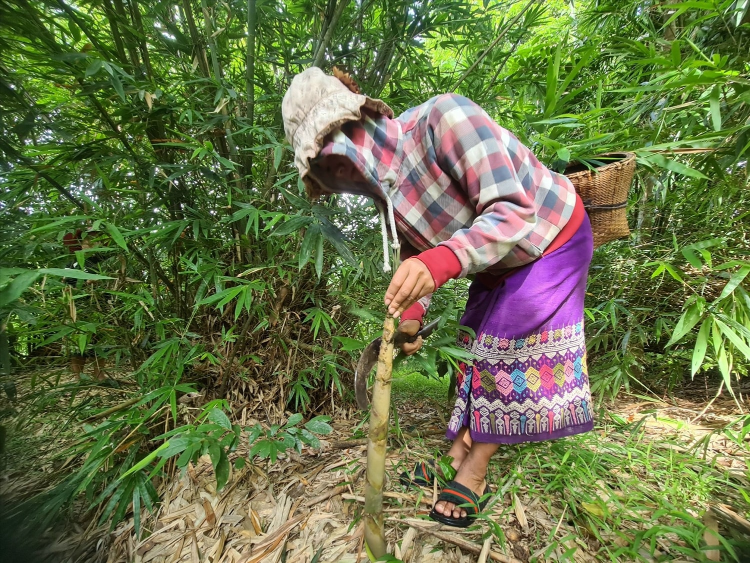 Người Vân Kiều với sản phẩm OCOP 3 sao “Măng khô Cà Roòng” Người Vân Kiều với sản phẩm OCOP 3 sao “Măng khô Cà Roòng”