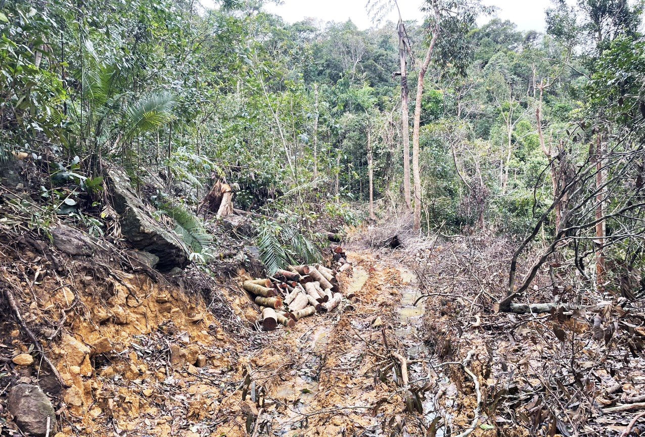 Con đường gần 2 km do lâm tặc mở để vận chuyển gỗ Con đường gần 2 km do lâm tặc mở để vận chuyển gỗ