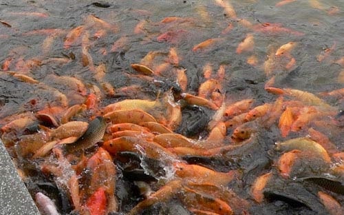 (Tổng hợp) Kỹ thuật nuôi cá điêu hồng đạt hiệu quả năng suất cao 2