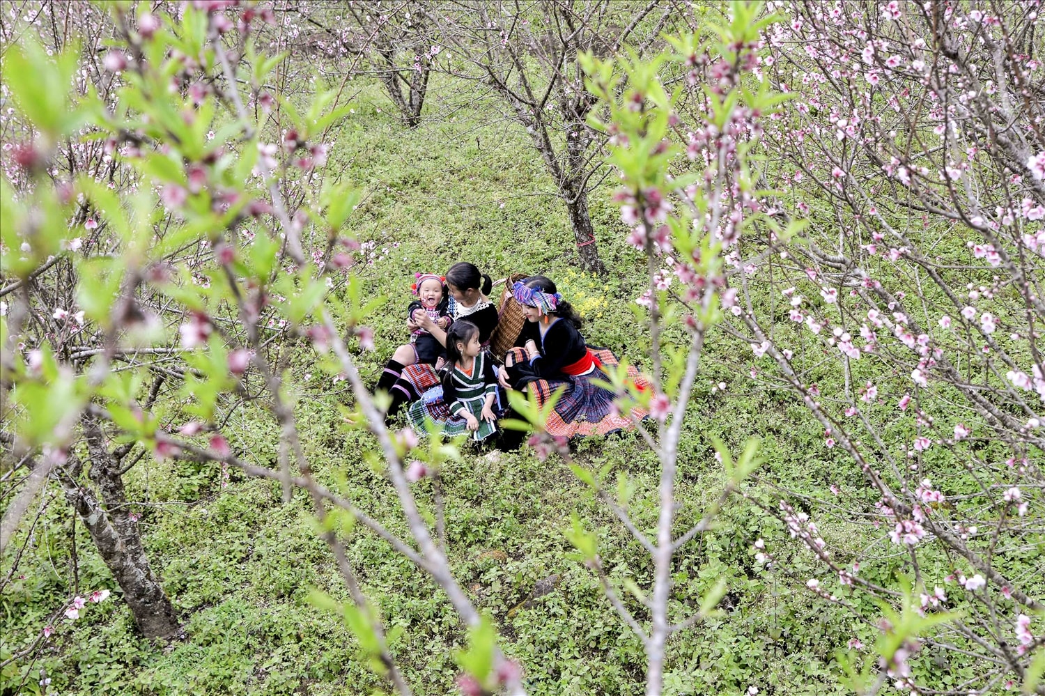Những cánh đào rừng khoe sắc thắm