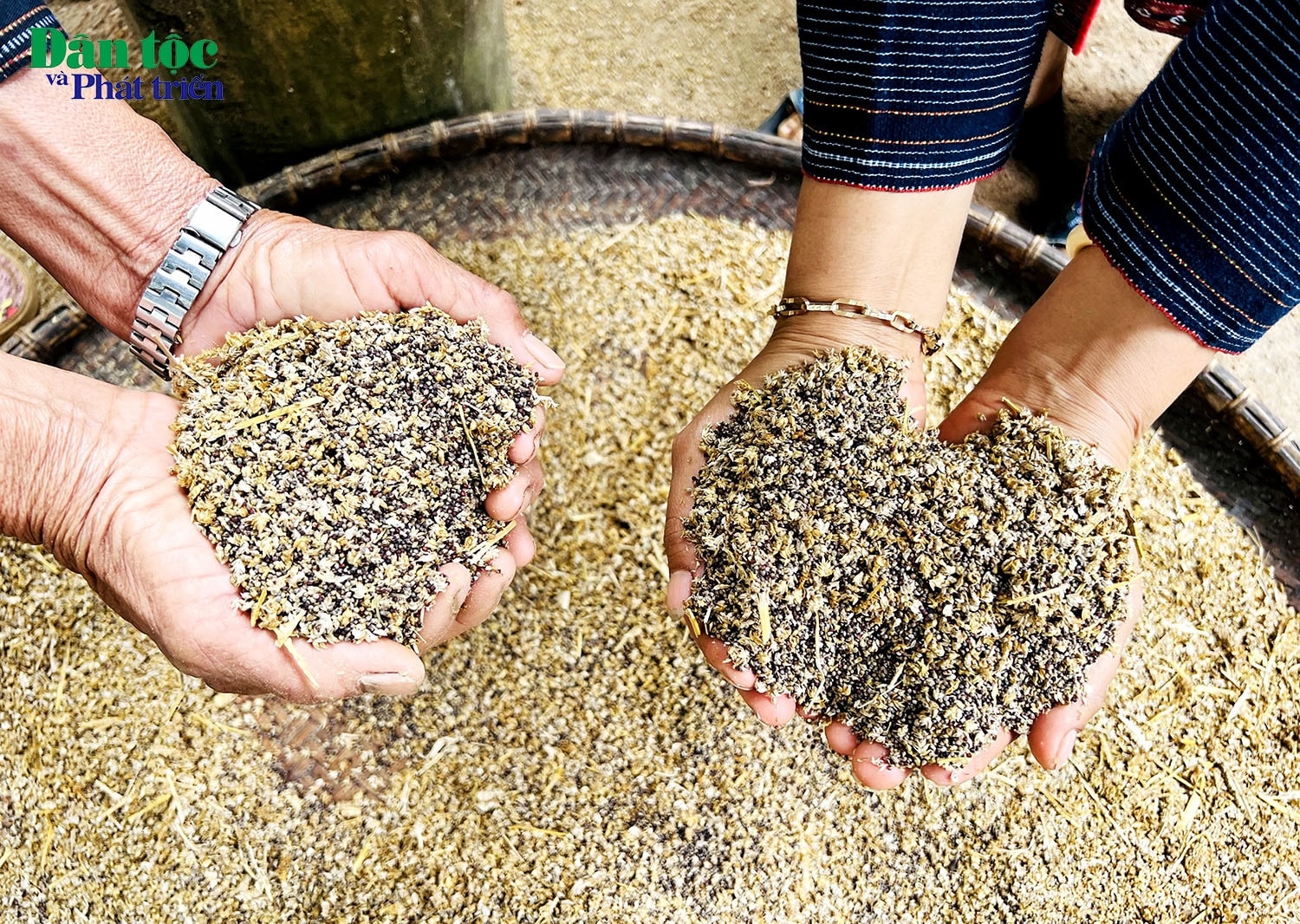 Hạt thóc và những loại hạt khác sau khi được sàng lọc 