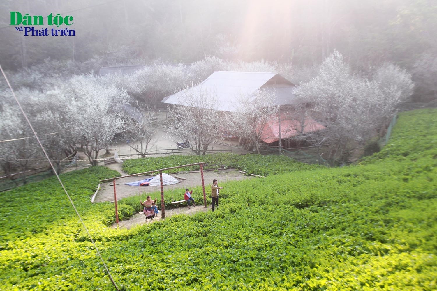 Bức tranh phong cảnh rừng mận Tả Van trắng, hòa lẫn sương mù, mây khói trắng tạo cho mùa Xuân rẻo cao Tả Văn Chư vẻ đẹp nên thơ, huyền ảo, lãng mạn Bức tranh phong cảnh rừng mận Tả Van trắng, hòa lẫn sương mù, mây khói trắng tạo cho mùa Xuân rẻo cao Tả Văn Chư vẻ đẹp nên thơ, huyền ảo, lãng mạn