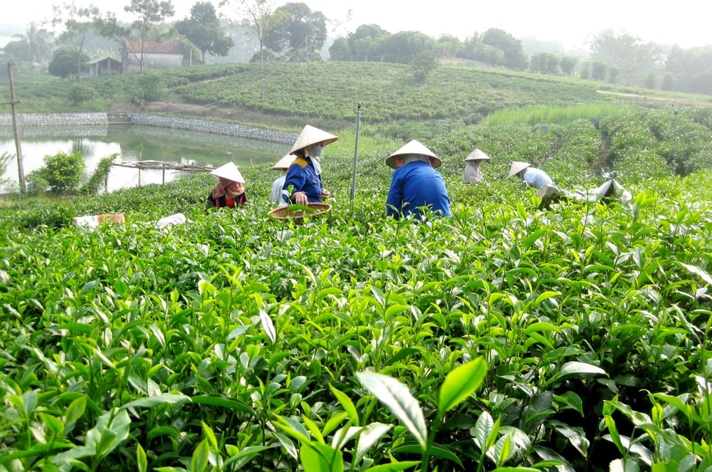 Tri thức dân gian trồng và chế biến chè Tân Cương trở thành Di sản văn hóa phi vật thể Quốc gia Tri thức dân gian trồng và chế biến chè Tân Cương trở thành Di sản văn hóa phi vật thể Quốc gia