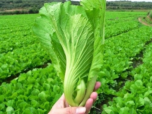 (Tổng hợp) Những bài thuốc hay từ rau cải xanh 2