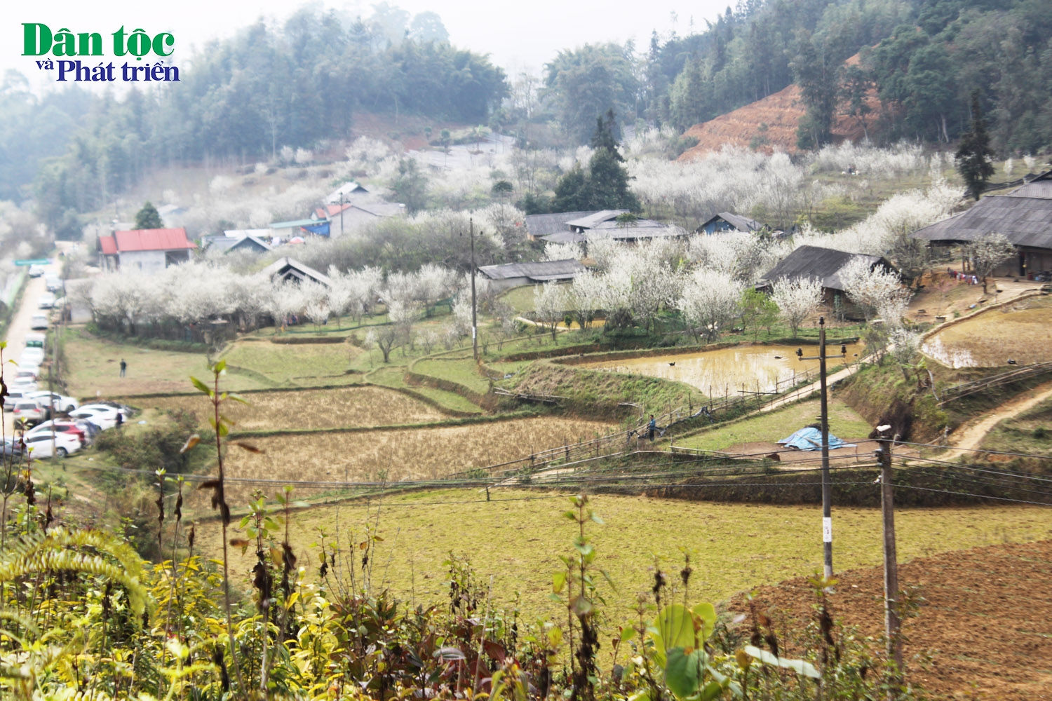 Vẻ đẹp vùng cao Tả Văn Chư mùa mận Tả van bung nở nhuộm sắc trắng tinh khôi đã thu đông đảo du khách Vẻ đẹp vùng cao Tả Văn Chư mùa mận Tả van bung nở nhuộm sắc trắng tinh khôi đã thu đông đảo du khách